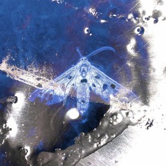 Nine-Spotted moth x d3je