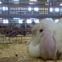 Something Embarrassing to Say