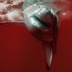 shark (duoface)
