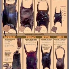 Espinaviva b2b Ascandra - Compost regenerativa @ Venus Bar - Primera edición 30 01 25