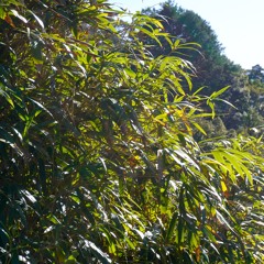 field of bamboo grass by the riverside(川辺の笹原)221208