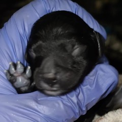 Davinci (prod. DURBENTIA)