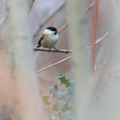 Willow Tit Song Type 2 - MixPre-7374