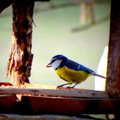 Chourreurs-cueilleurs