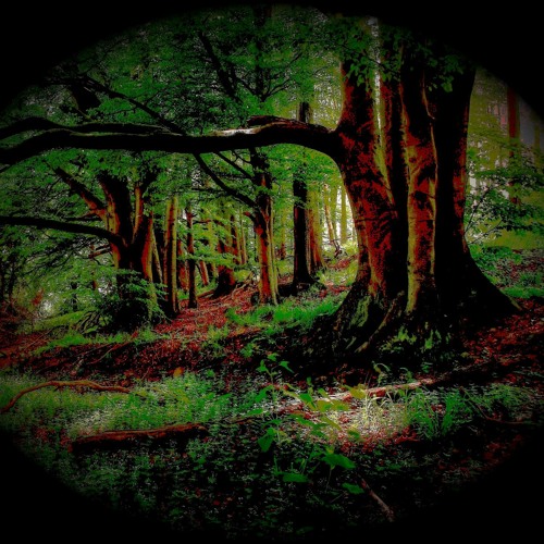 Forest (naviarhaiku539)