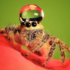 Spiders Wearing Waterdroplets As Heads