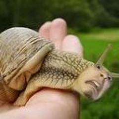 Snail Song #3