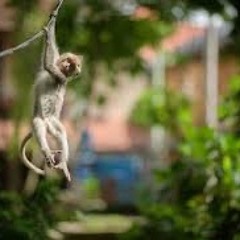 07 Monkey Yard Sess 12th TSP22