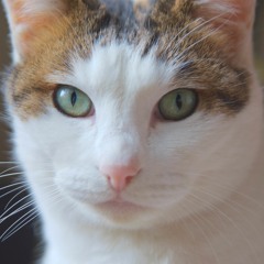 とほつねこへ