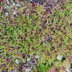 Moss V3