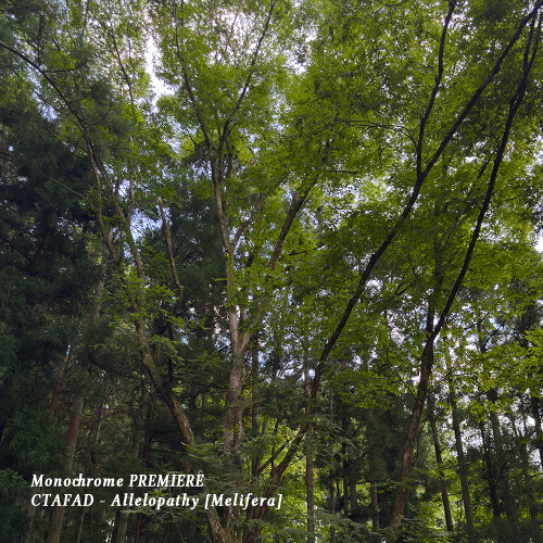 𝐏𝐑𝐄𝐌𝐈𝐄𝐑𝐄 : CTAFAD - Allelopathy [Melifera]