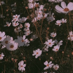 SAU NÀY HÃY GẶP LẠI NHAU KHI HOA NỞ - LAM LAM COVER