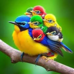 Motherbird