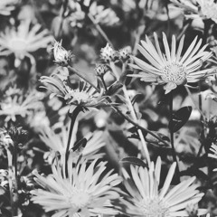 Emulsion <test> preview 💎