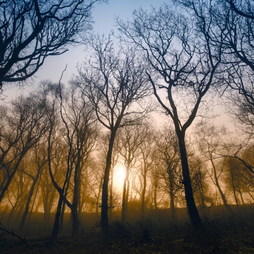 New Forest Dream