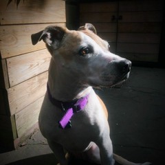 life when it's good DEMO