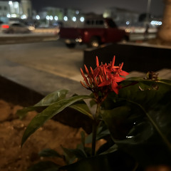 ‎⁨محمد عبده.