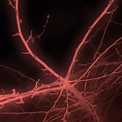 BALA WA3E (ft. Bent 7azine) // ( بلا وعي (مع بنت حزينه