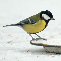 16 The Hag at the Churn/The Pipe on the Hob/The Humours of Whiskey