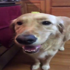 butter dog type shi (prod. McMaNGOS)