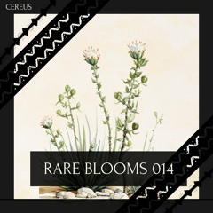 Cereus - Rare Blooms 014