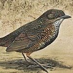 awesome saucesome - bird.exe ost (every fnf mod with lyrics)