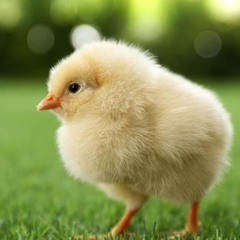 The chicken - hyperbaiter