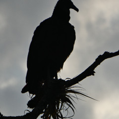 mouduglaire