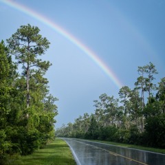 Everglades Rainy Season Vireo