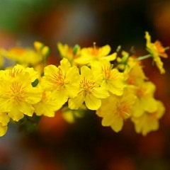 Tết Tết  Tết  Tết Đến Rồi - Vu Hai Phong