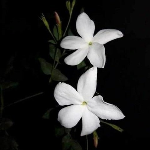 أرجوك النجاة