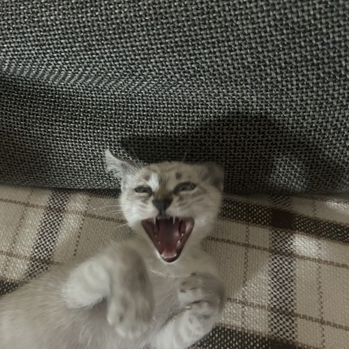 Lux in Tenebris