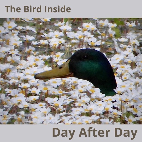 DAY AFTER DAY