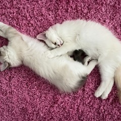 gatos da hermannstraße