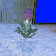 Indoor plant -​ Soft pine ( Cover Track )​