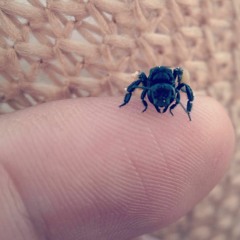 Viveros y abejas (creado con Spreaker)