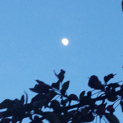 The Moon