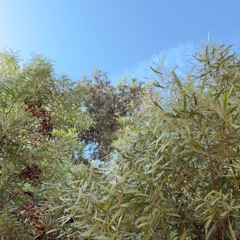 the chosen // prod blossom