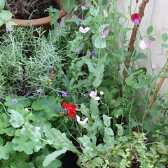 Garden Quest