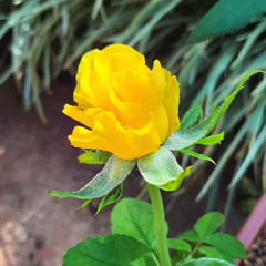 13.10.2025 - Cap. XXIV - Não Coloqueis a Candeia Sob o Alqueire - Não Vades aos Gentios