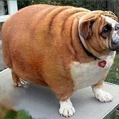 Fat Dog Experimental Bass Mix