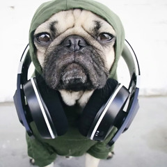 cool pug