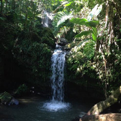 Best El Yunque National Forest Weather Tours Review