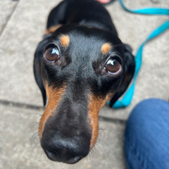 DAWG DAYS OF SUMMER DJ MIX