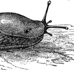 Unusual Type Slug 1