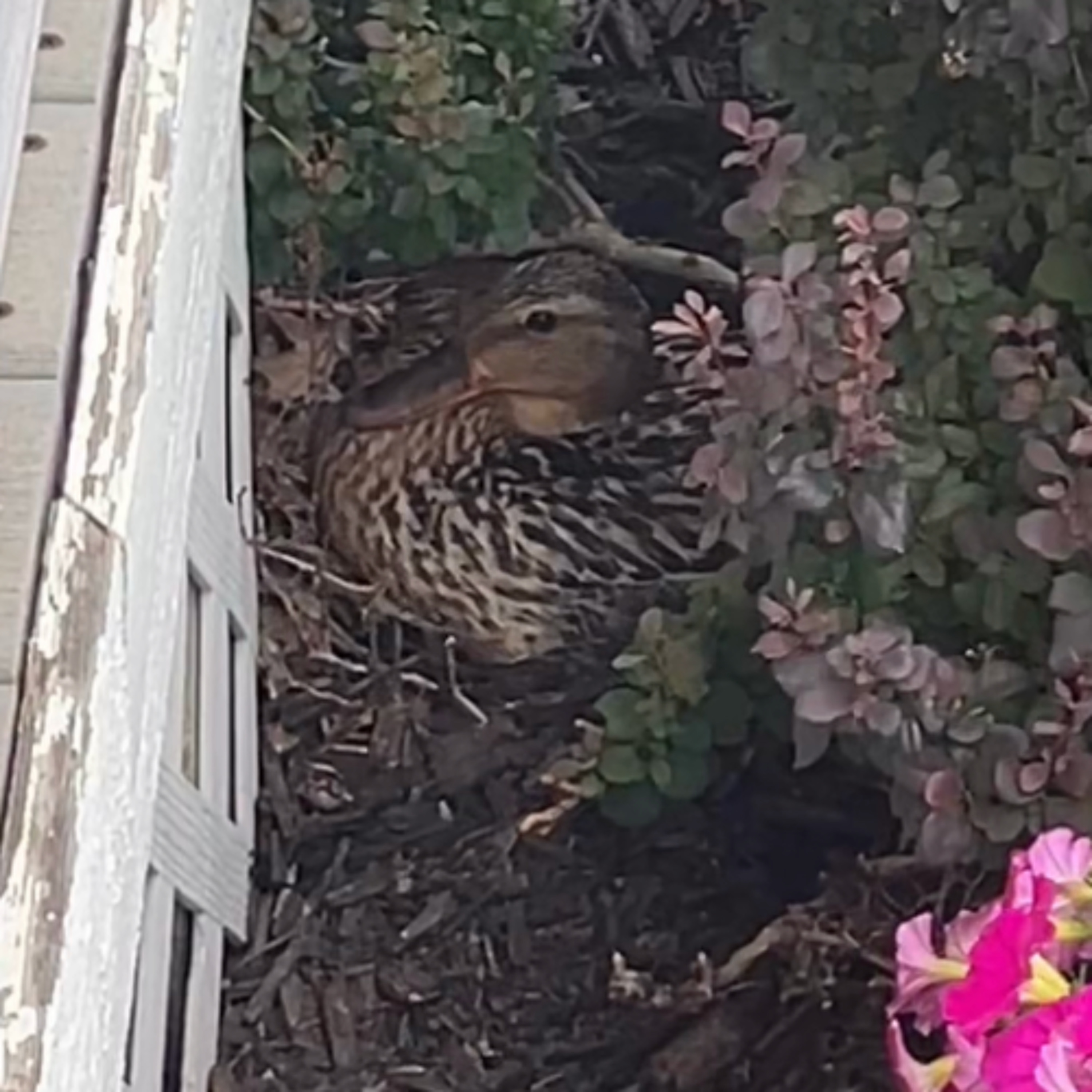 Our Fowl Weekends (7/6/26)