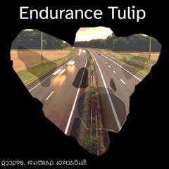 Endurance Tulip