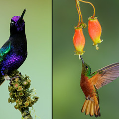 BIRDS: ...CONNECTING WITH NATUREE