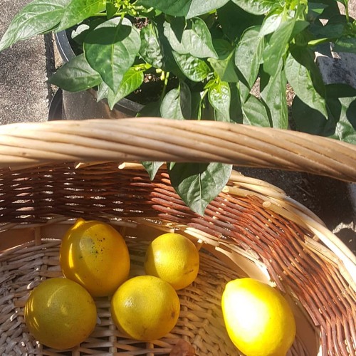 Crystal Waters - Gypsy Woman (reverb + Slowed)