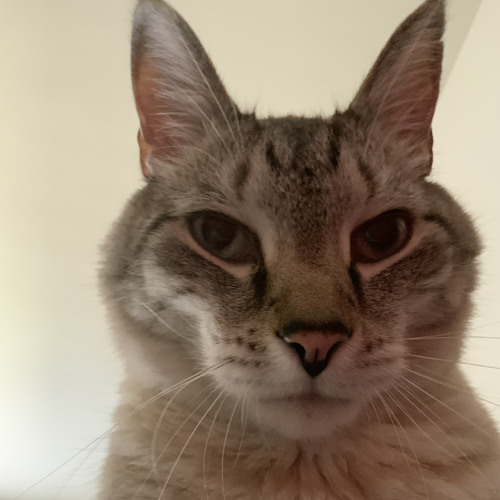 april fools funkadelix dad battle song